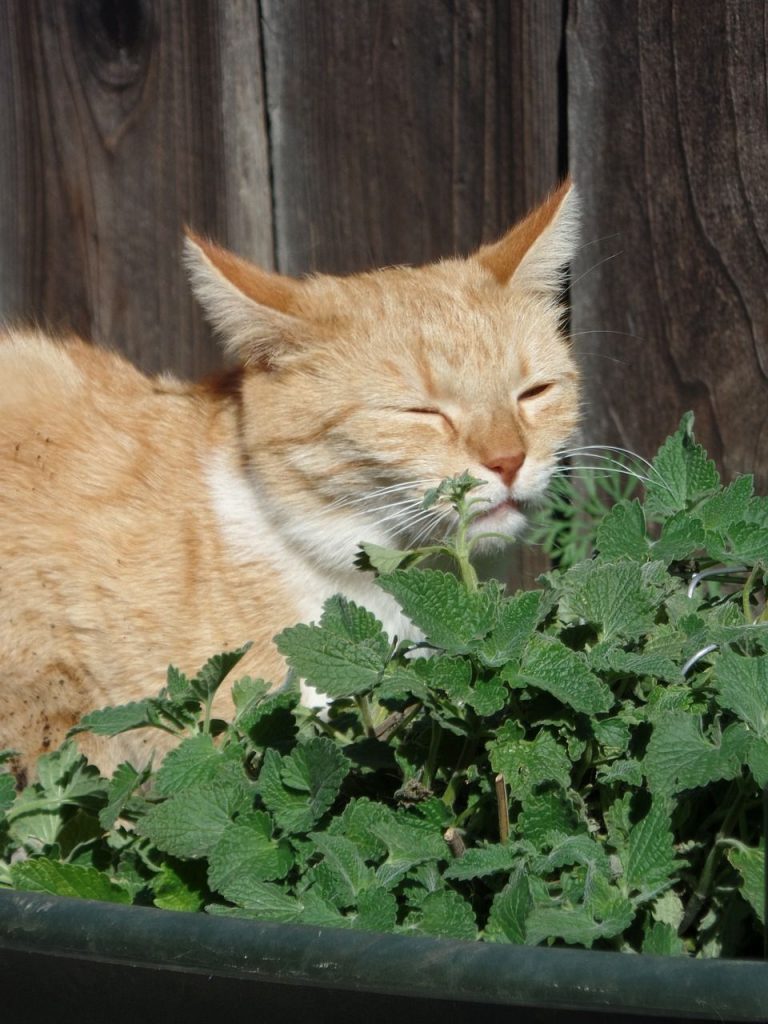 Kat ruikt aan Catnip kattenkruid