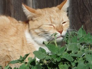 Kat ruikt aan Catnip kattenkruid