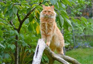 Oranje kattenras maine coon buiten