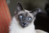 Balinese kat met blauwe ogen