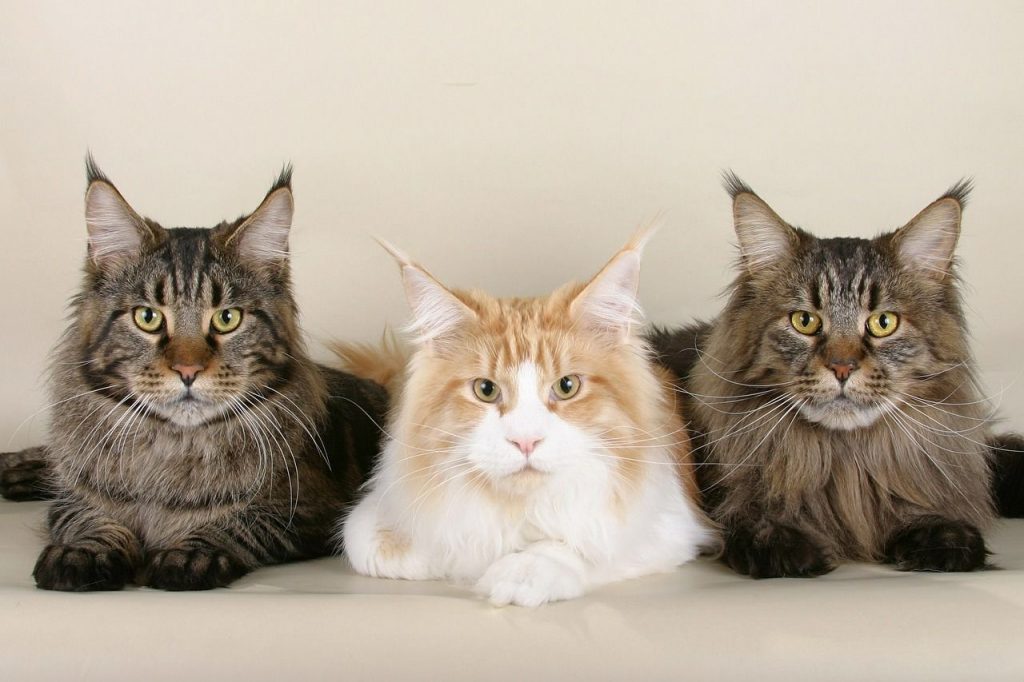 Maine Coon: Lees alles wat je moet - Katten feitjes | Feitjes | Weetjes