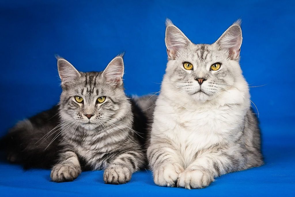 Maine Coon Lees alles wat je moet weten! Katten feitjes Feitjes