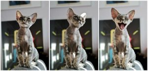 Drie kitten Devon Rex