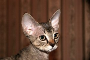 Devon Rex kitten