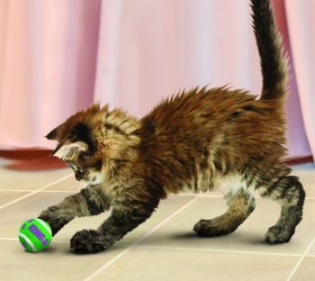 Kong kat tennisballen met bellen