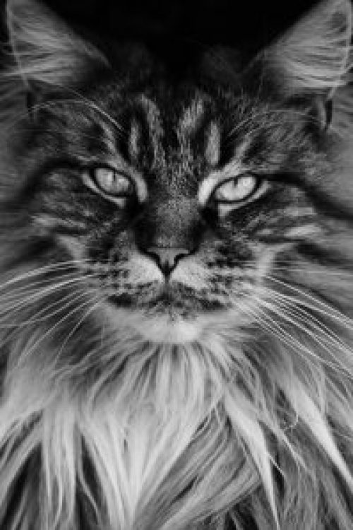 Maine Coon: Lees alles wat je moet - Katten feitjes | Feitjes | Weetjes