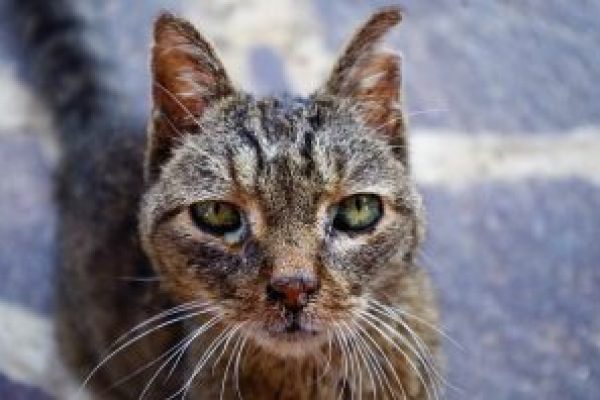 zieke-kat-traan-ogen